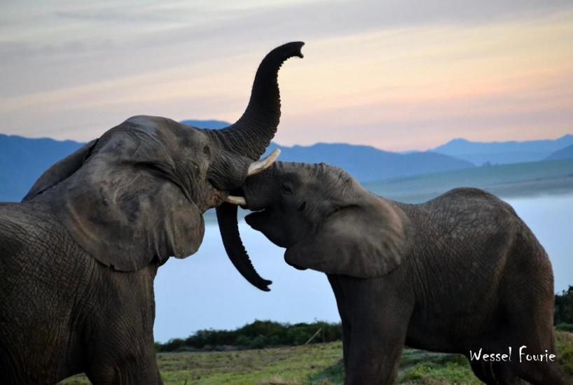 Garden Route Game Lodge Albertinia 외부 사진
