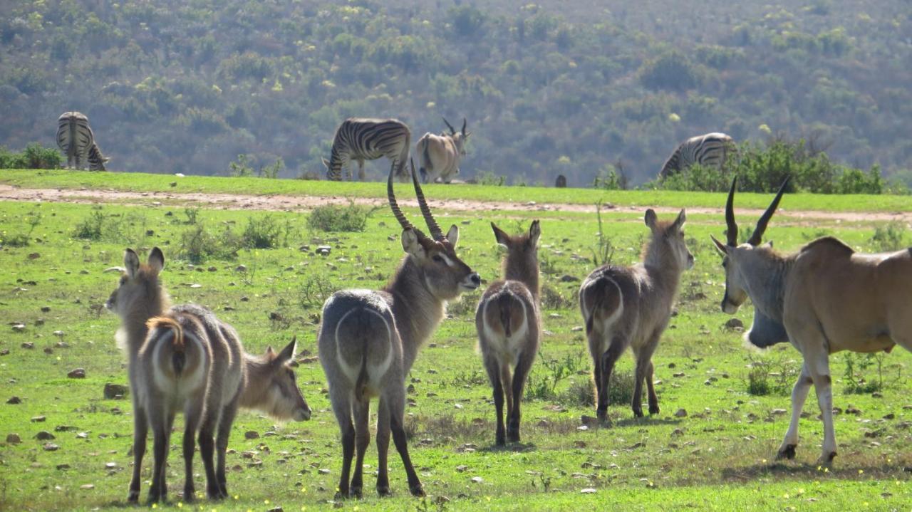 Garden Route Game Lodge Albertinia 외부 사진