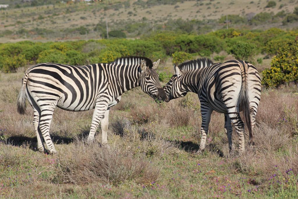 Garden Route Game Lodge Albertinia 외부 사진