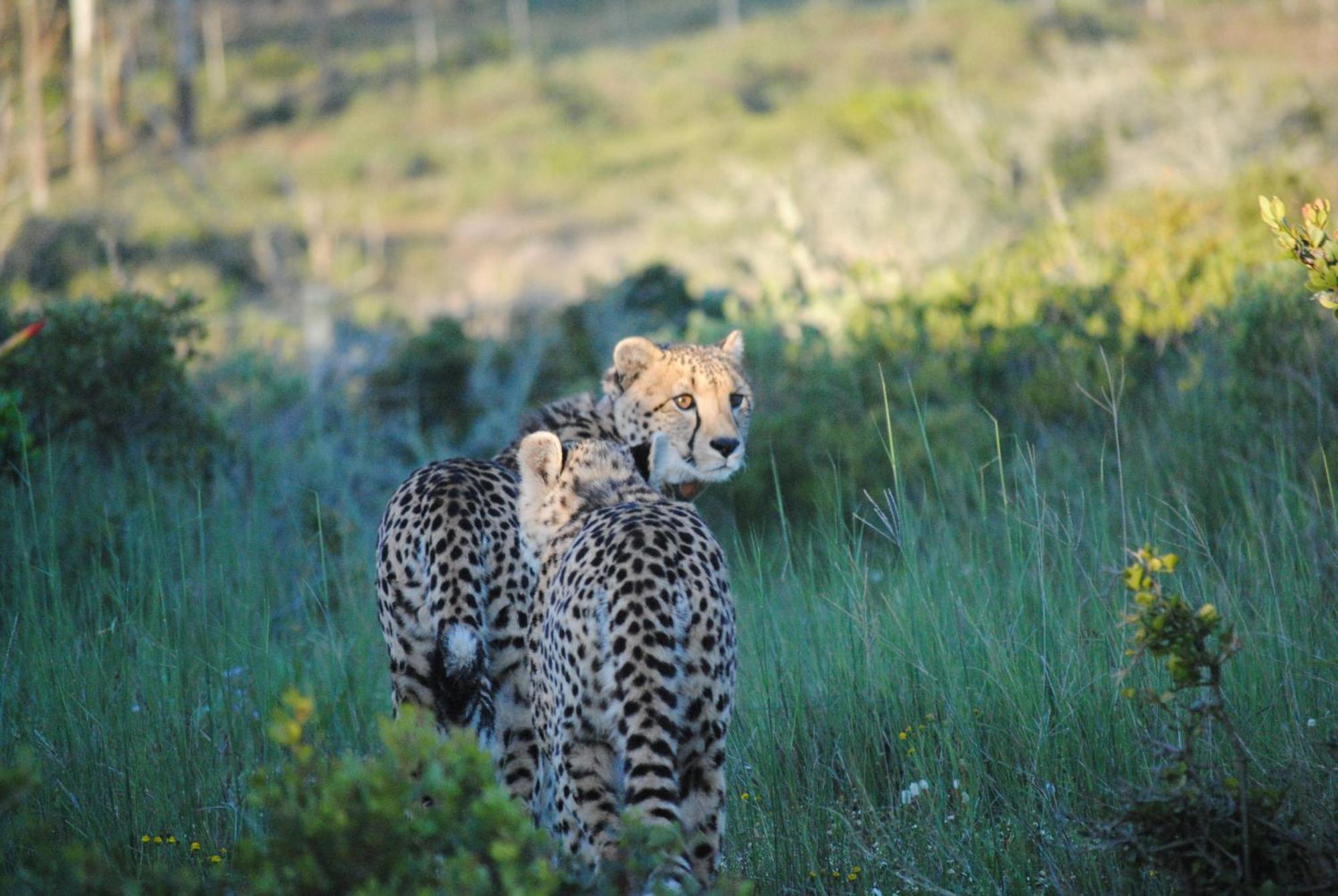 Garden Route Game Lodge Albertinia 외부 사진