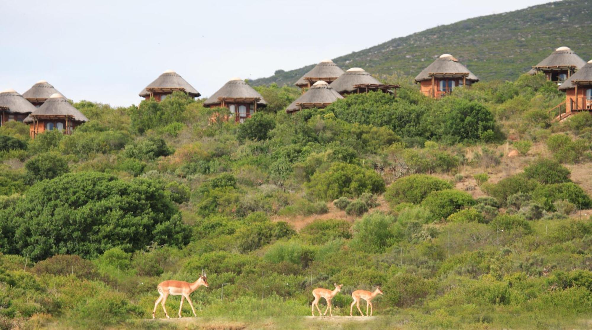 Garden Route Game Lodge Albertinia 외부 사진